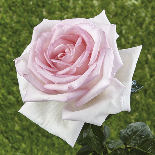 Rosa da parco e a cespuglio