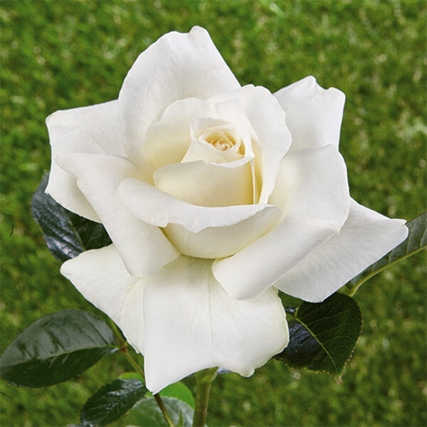 Rosa storica