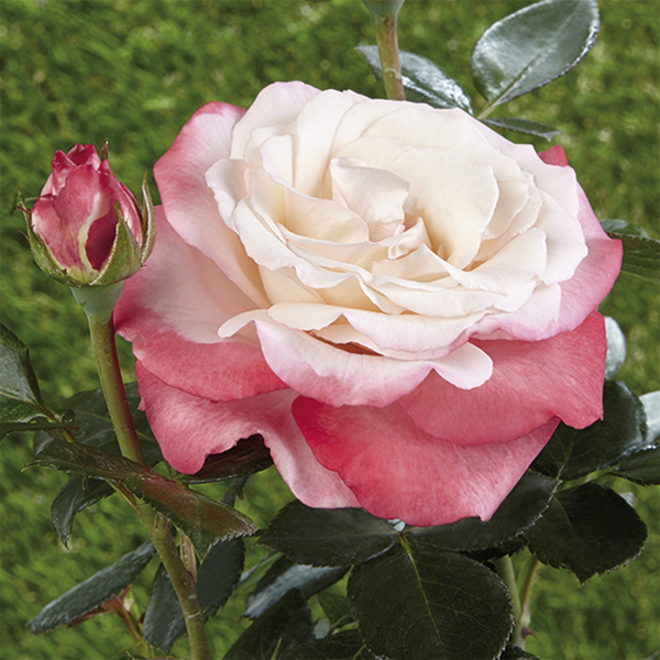 Rosa da aiuola