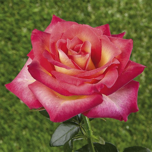 Rose miniature - nane